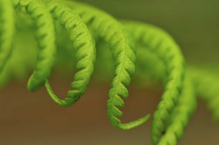 Picture of OREGON, MT HOOD NF LADY FERN LEAVES UNFURLING