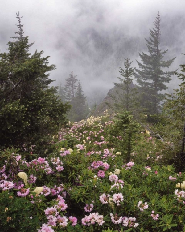 Picture of OREGON, MT HOOD NF RHODODENDRONS AND BEARGRASS