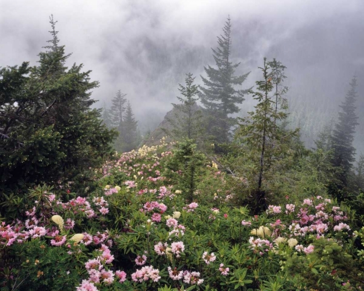 Picture of OREGON, MT HOOD NF RHODODENDRONS AND BEARGRASS