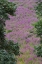 Picture of OREGON, OAKS BOTTOM PURPLE LOOSESTRIFE FLOWERS