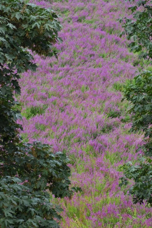 Picture of OREGON, OAKS BOTTOM PURPLE LOOSESTRIFE FLOWERS