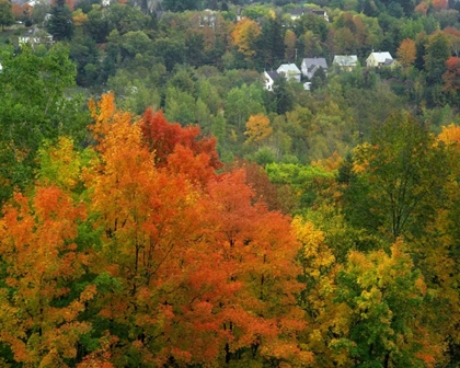 Picture of VERMONT, ST JOHNSBURY HILLSIDE TREES AND HOMES