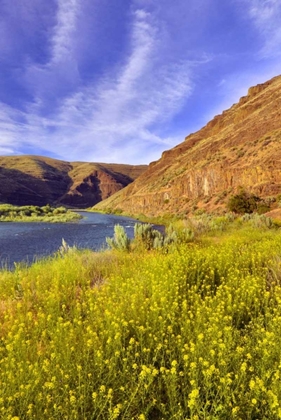 Picture of OREGON, JOHN DAY RIVER CLIFFS AND WILD MUSTARD