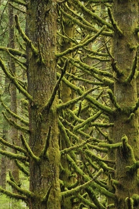 Picture of OR, SILVER FALLS MOSS-DRAPED DOUGLAS FIR TREES