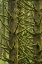 Picture of OR, SILVER FALLS MOSS-DRAPED DOUGLAS FIR TREES