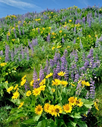 Picture of WA, BALSAMROOT AND LUPINE IN COLUMBIA GORGE NSA