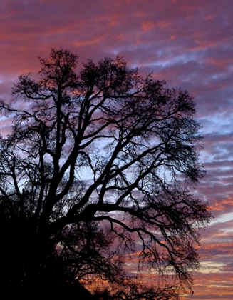 Picture of OR, MULTNOMAH CO, SILHOUETTE OF OAK AT SUNRISE