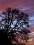 Picture of OR, MULTNOMAH CO, SILHOUETTE OF OAK AT SUNRISE