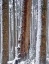 Picture of OR, DRIFT CREEK WILDERNESS SNOW ON DOUGLAS FIR