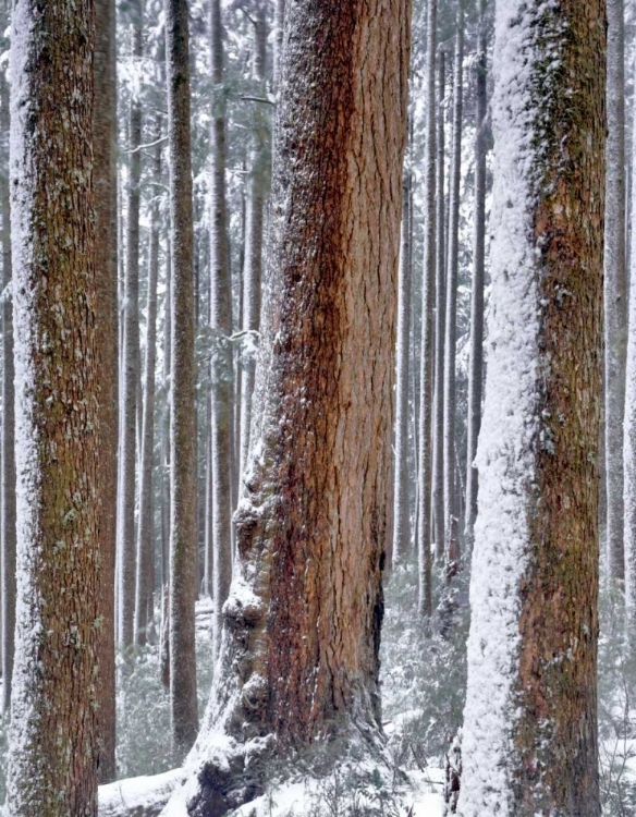 Picture of OR, DRIFT CREEK WILDERNESS SNOW ON DOUGLAS FIR