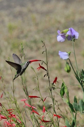 Picture of OR, OR, PORTLAND HUMMINGBIRD FEEDING ON SALVIA