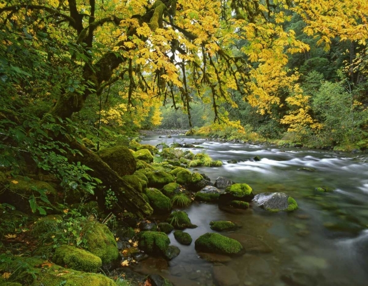 Picture of OR, WILLAMETTE BIGLEAF MAPLE BY MCKENZIE RIVER