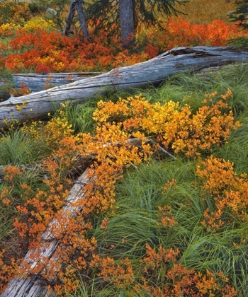 Picture of OR, WILLAMETTE NF BACKCOUNTRY MEADOW IN AUTUMN