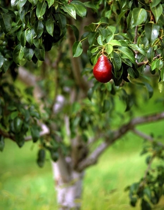 Picture of OR, HOOD RIVER VALLEY BARTLETT PEAR IN ORCHARD