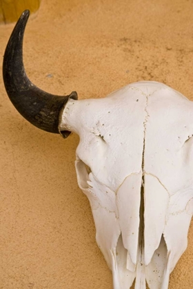 Picture of NEW MEXICO, SANTA FE ANIMAL SKULL ON WALL