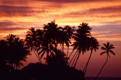 Picture of USA, HAWAII, BIG ISLAND SUNSET OVER PALM GROVE