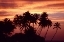 Picture of USA, HAWAII, BIG ISLAND SUNSET OVER PALM GROVE