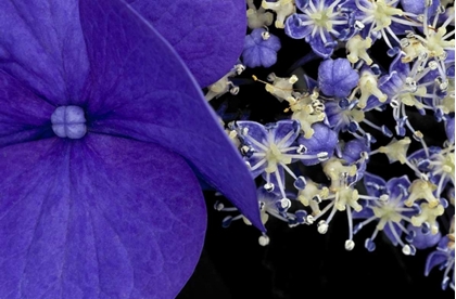 Picture of USA, WASHINGTON, SEATTLE CLOSE-UP OF HYDRANGEA