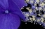 Picture of USA, WASHINGTON, SEATTLE CLOSE-UP OF HYDRANGEA