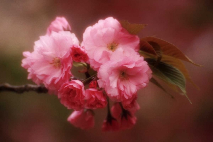 Picture of JAPAN, OSAKA CHERRY BLOSSOMS DURING A FESTIVAL