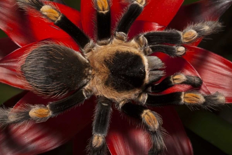 Picture of SOUTH AMERICA, MEXICO RED-KNEE TARANTULA