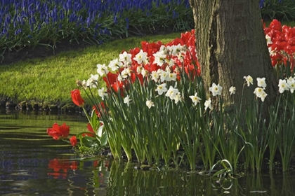 Picture of NETHERLANDS, LISSE FLOWERS BY PONDS EDGE
