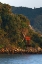 Picture of JAPAN, WAKAGAMA A TORII GATE ON HILLSIDE