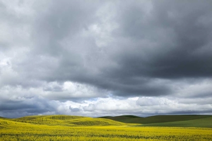 Picture of WA, PALOUSE CANOLA FIELD ON A STORMY DAY