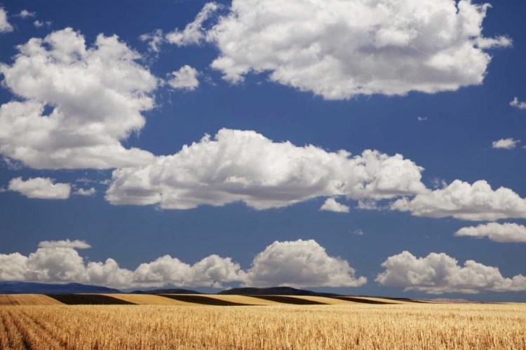 Picture of CO, WHEAT FIELDS IN WESTERN PART OF STATE