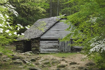Picture of TN, GREAT SMOKY MTS ABANDONED LOG STABLE