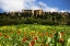 Picture of ITALY, POPPIES BLOOM BELOW PIENZA VILLAGE