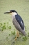 Picture of SC, CHARLESTON BLACK-CROWNED NIGHT HERON