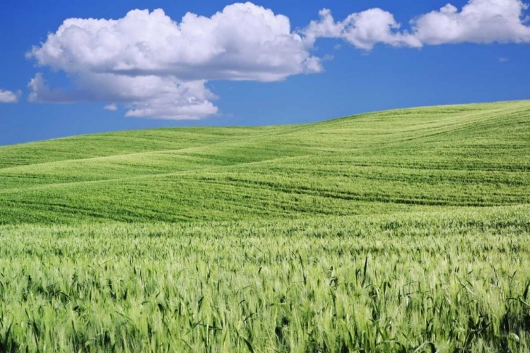 Picture of ITALY, TUSCANY LANDSCAPE OF A WHEAT FIELD