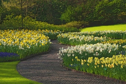 Picture of NETHERLANDS, LISSE PATH THROUGH DAFFODILS