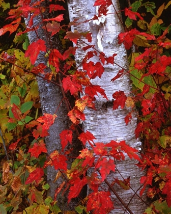 Picture of NH, WHITE MOUNTAINS TREES IN AUTUMN COLOR