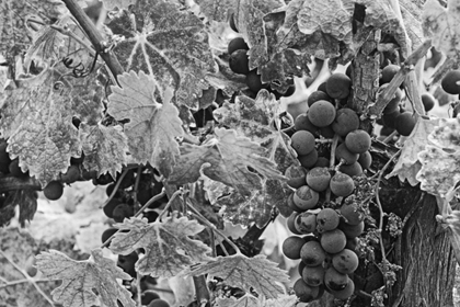 Picture of CA, NAPA VALLEY CABERNET SAUVIGNON GRAPES