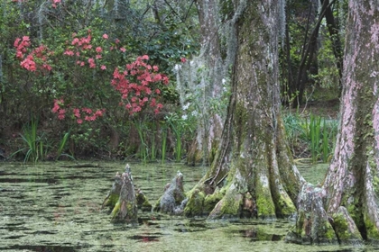 Picture of SOUTH CAROLINA, CHARLESTON TREES AND POND