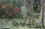 Picture of SOUTH CAROLINA, CHARLESTON TREES AND POND