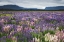Picture of NEW ZEALAND, SOUTH ISLAND BLOOMING LUPINE