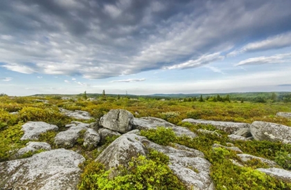 Picture of WV, LANDSCAPE IN DOLLY SODS WILDERNESS AREA