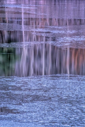 Picture of PA, DELAWARE WATER GAP NRA TREE REFLECTION