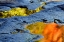 Picture of WV, BLACKWATER FALLS SP AUTUMN REFLECTIONS