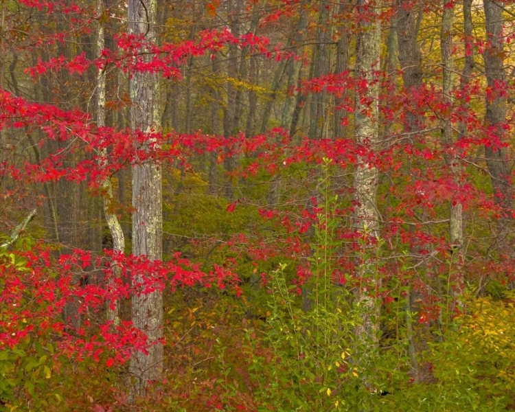 Picture of PA, DELAWARE WATERGAP NRA AUTUMN IN FOREST