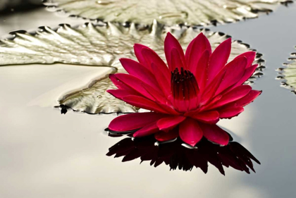 Picture of PA, PHILADELPHIA WATER LILY ON GARDEN POND