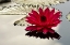 Picture of PA, PHILADELPHIA WATER LILY ON GARDEN POND