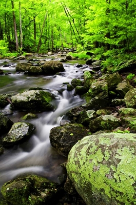 Picture of VIRGINIA, SHENANDOAH NP CREEK IN THE FOREST