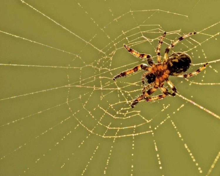 Picture of PA, CHURCHVILLE NATURE CENTER SPIDER ON WEB