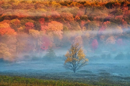 Picture of WV, DAVIS MISTY VALLEY AND FOREST IN AUTUMN