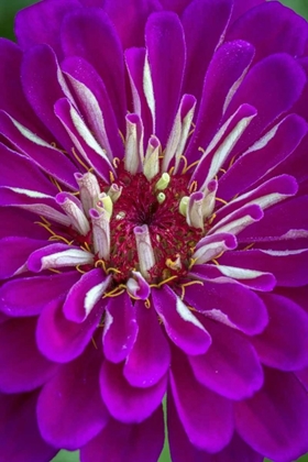 Picture of WILMINGTON, DELAWARE, DETAIL OF ZINNIA BLOOM