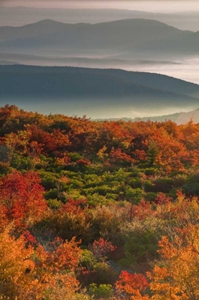 Picture of WV, DOLLY SODS WILDERNESS SUNRISE LANDSCAPE